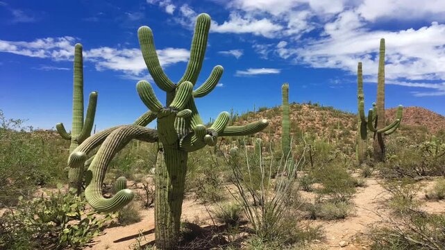 Saguaro National park, Arizona , USA	
