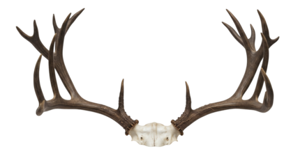 Pair of deer antlers displayed against a black background.