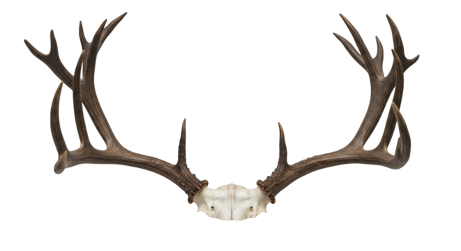 Pair of deer antlers displayed against a black background.
