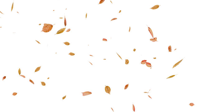 舞い落ちる落ち葉：背景透過