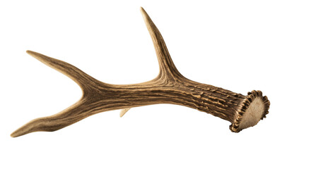Fototapeta premium Close-up of a stag's antler.