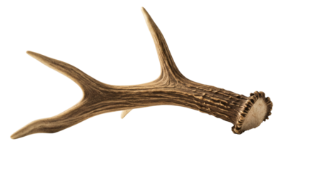 Close-up of a stag's antler.