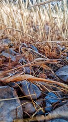 Grasshopper camouflaged among dry grass and rocks in nature macro photography
