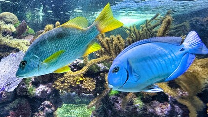 Bermuda