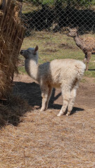 Fototapeta premium A close-up of a llama with soft white fur, gently reaching for hay, while a person’s hand touches its back. Concept for farm life, animal care, and peaceful interactions with nature