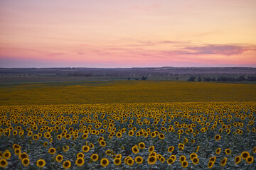 Obraz premium beautiful sunflower fields in Ukraine
