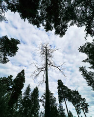 Barren tall dry tree rises above lush forest, surrounded by vibrant greenery and a cloudy sky,...