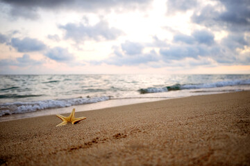 Starfish washed up by the waves on a beach with golden sand at sunset