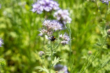 Bumblebee collecting nectar on Phacelia flowers in a blooming green field. Ideal for illustrating organic farming, crop diversity, and eco agriculture
