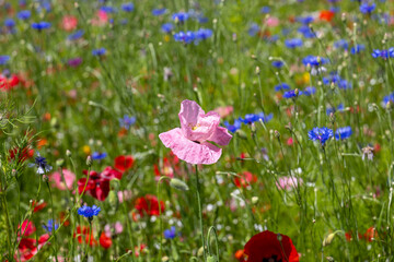 Pink poppy flower with rich textured petals and a bee resting on it, captured in soft natural light. Surrounded by a darker-toned blurred background of blue, red, and green wildflowers, evoking a calm