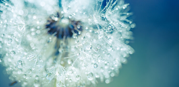 Macro dandelion with dew drops on soft blurred background, beautiful nature closeup in blue green tones, dreamy fresh botanical detail with lush colors, peaceful summer scene, artistic floral view - Powered by Adobe