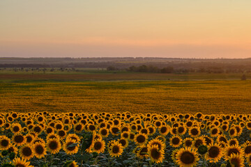 Fototapeta premium beautiful sunflower fields in Ukraine