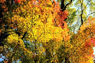 日本、京都、紅葉、神社、上賀茂神社、鳥居、木造建築、古代建築、日本文化、歷史名勝、古都京都の文化財、木、綠色、青空、秋、絶景、写真素材
