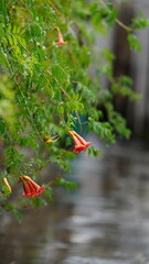 The fresh flowers blooming in the garden in summer