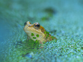 frog in a garden pond