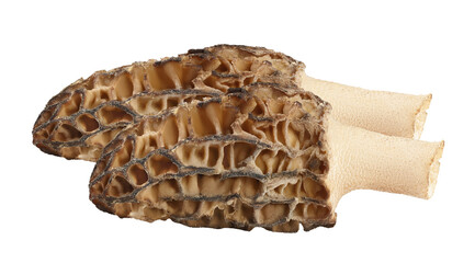 morel mushrooms isolated on transparent background