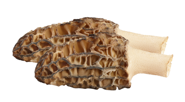 morel mushrooms isolated on transparent background