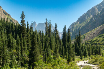Dense coniferous forest in a mountain valley, towering rocky cliffs, clear blue sky, sunlight, rugged terrain, hiking path, pristine wilderness, adventure, scenic outdoor environment, tranquility © Andrei