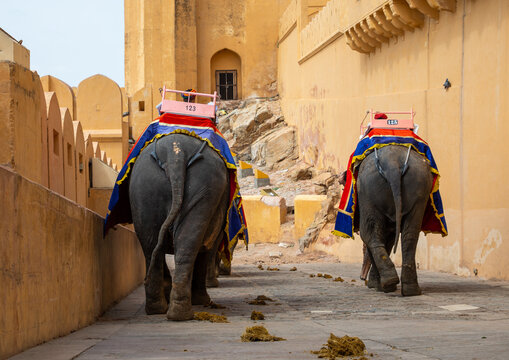 Elephant ride in Amer fort and palace, Rajasthan, Amer, India