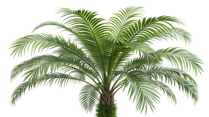 Fototapeta premium areca-palm--with-isolated-background