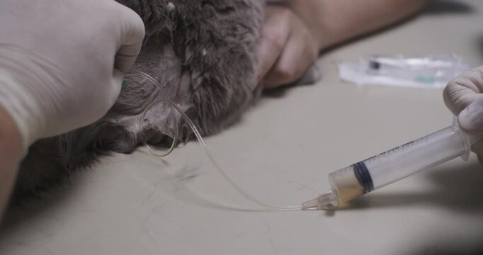 A veterinarian removes pleural fluid from a cat's chest using a syringe and catheter during a thoracentesis at a clinic. A cat with pleurisy undergoes a thoracentesis.