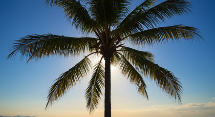 A tall tropical palm tree standing under the clear blue sky, with long green fronds swaying gently in the breeze. The scene evokes a relaxing, vacation-like atmosphere, often associated with tropical 