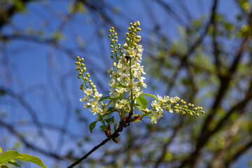 Selective focus photo. Bird cherry tree , Prunus padus blooming