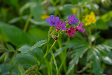 Vivid and bright pulmonaria flowers on green leaves background close up