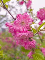 Flower of three-lobed almond. Selective focus.