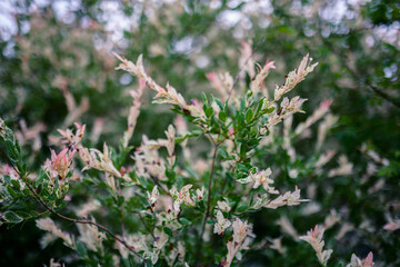 Beautiful leaves of Salix integra. Shallow depth of field.