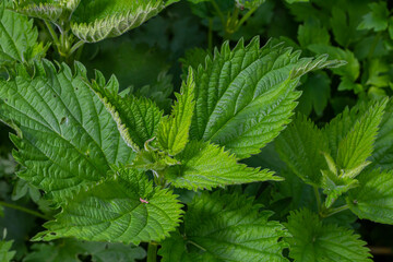 Urtica dioica or stinging nettle, in the garden. Stinging nettle, a medicinal plant that is used as a bleeding, diuretic, antipyretic, wound healing, antirheumatic agent