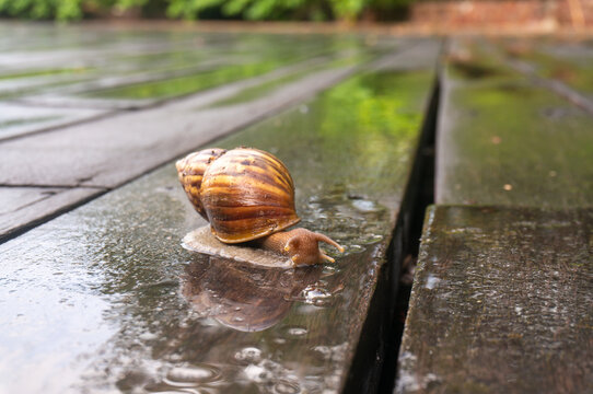A large snail of achatina crawls on a wooden decking.