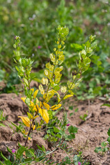 In nature, Thlaspi arvense grows among wild grasses