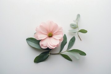 A soft pink flower with green leaves on white