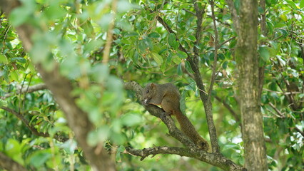 One cute squirrel climbing on the tree in spring 