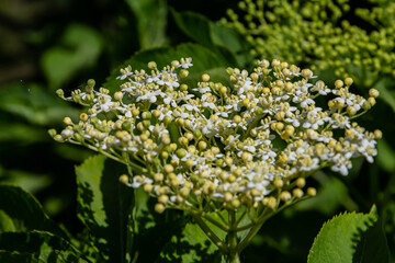 Flower buds and flowers of the Black Elder in spring, Sambucus nigra