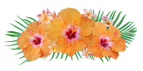 Orange Hibiscus flowers and plumeria flowers with palm leaves in a tropical arrangement isolated on transparent background