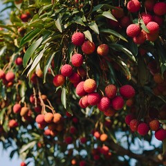 Obraz premium Lush lychee tree with ripe fruits hanging in vibrant colors under clear blue sky, showcasing nature's bounty