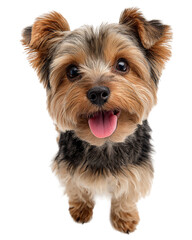 A cute yorkshire terrier puppy with its tongue out is happily looking up at the camera, isolated on transparent background
