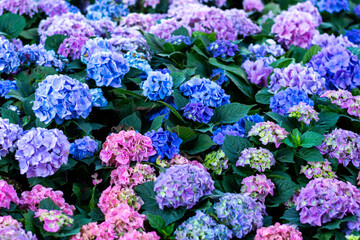 Blooming Colorful Hydrangea Flowers in Garden


