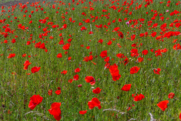 Papaver rhoeas or common poppy, red poppy is an annual herbaceous flowering plant in the poppy...