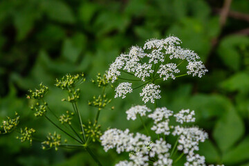 Chaerophyllum hirsutum roseum - pink umbels of hairy chervil