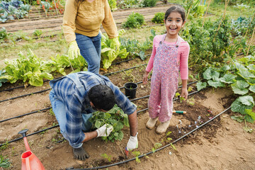 Indian family picking up organic vegetables from house garden outdoor - Vegetarian, healthy food...