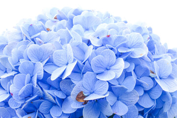 Obraz premium Close-Up Blooming Blue Hydrangea Flowers in Natural Garden Light