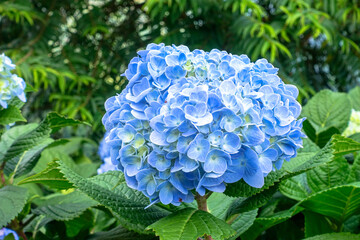 Close-Up Blooming Blue Hydrangea Flowers in Natural Garden Light