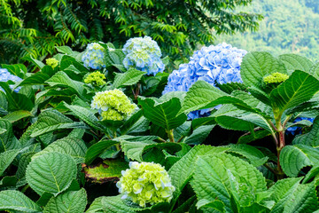 Blooming Blue Hydrangea Flowers in Natural Garden Setting