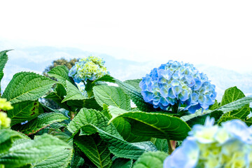 Blooming Blue Hydrangea Flowers in Natural Garden Setting