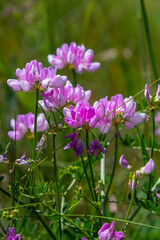 the flowers of Securigera varia - crownvetch, purple crown vetch