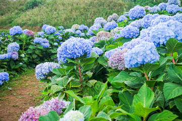 Close-Up Blooming Blue Hydrangea Flowers in Natural Garden Light