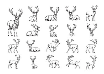 Obraz premium Elegant vector illustrations of majestic stags in diverse poses, perfect for nature, hunting, and wildlife themes.
